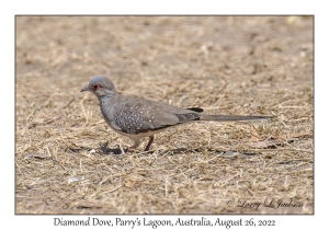 Diamond Dove