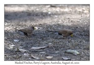 Masked Finches