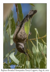 Rufous-throated Honeyeater