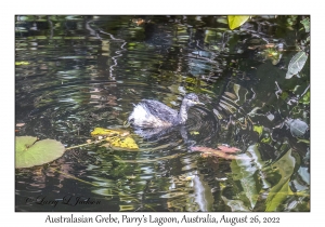 Australasian Grebe