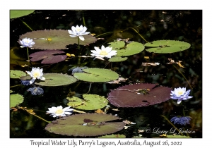 Tropical Water Lily