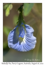 Butterfly Pea