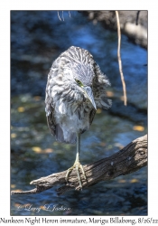 Nankeen Night Heron immature