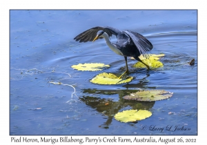 Pied Heron