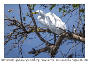 Intermediate Egret