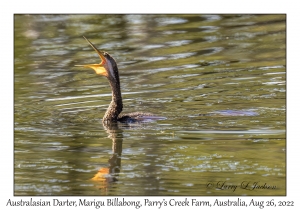 Australasian Darter