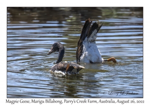 Magpie Geese