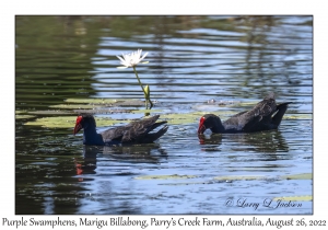 Purple Swamphens