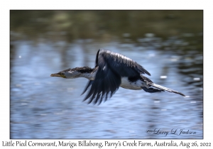 Little Pied Cormorant