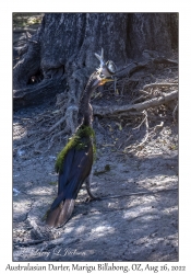 Australasian Darter