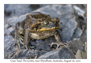 Cane Toad