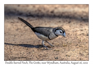 Double-barred Finch