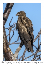 Whistling Kite juvenile