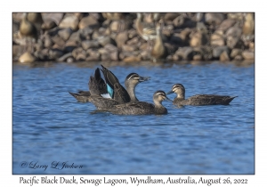 Pacific Black Ducks