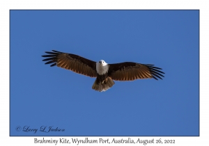 Brahminy Kite