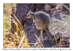 Wilkins' Rock-wallaby