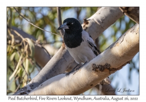 Pied Butcherbird