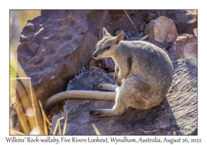 Wilkins' Rock-wallaby