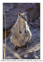 Wilkins' Rock-wallaby