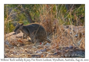 Wilkins' Rock-wallaby