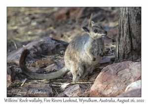 Wilkins' Rock-wallaby