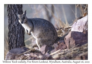 Wilkins' Rock-wallaby