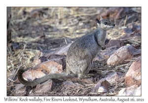 Wilkins' Rock-wallaby