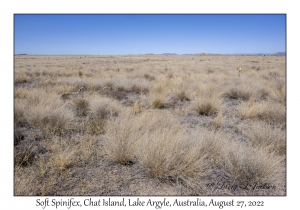Soft Spinifex