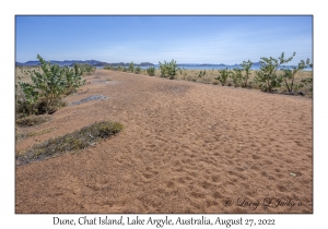 Dune Vegetation