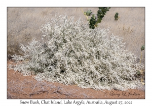 Snow Bush