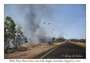 Black Kites