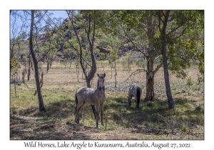 Wild Horses