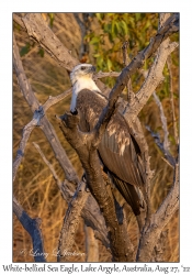 White-bellied Sea Eagle