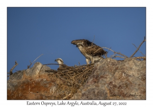 Eastern Ospreys
