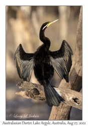 Australasian Darter