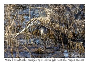 White-browed Crake