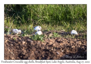 Freshwater Crocodile egg shells