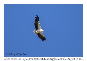 White-bellied Sea Eagle