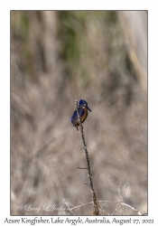 Azure Kingfisher