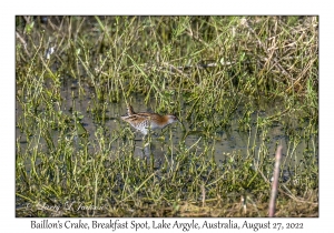 Baillon's Crake