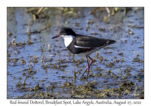 Red-kneed Dotterel