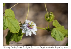 Stinking Passionflower