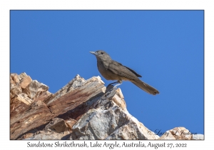 Sandstone Shrikethrush