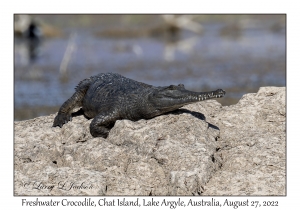 Freshwater Crocodile