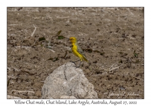 Yellow Chat male