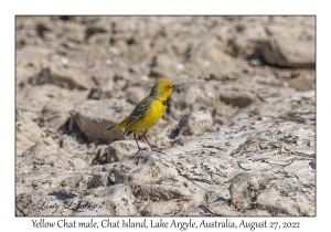 Yellow Chat male