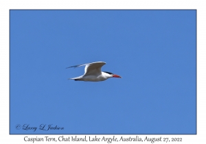 Caspian Tern