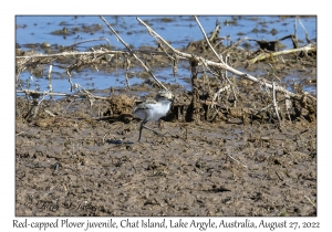 Red-capped Plover juvenile