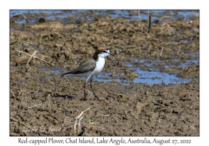 Red-capped Plover