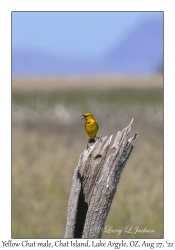 Yellow Chat male